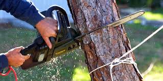 Trusted Yucca Valley, CA Tree Care Experts