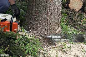 Best Tree Disease Treatment  in Yuc Valley, CA