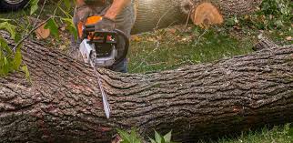 Best Utility Line Clearance  in Yuc Valley, CA