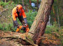 Best Tree Maintenance Programs  in Yuc Valley, CA