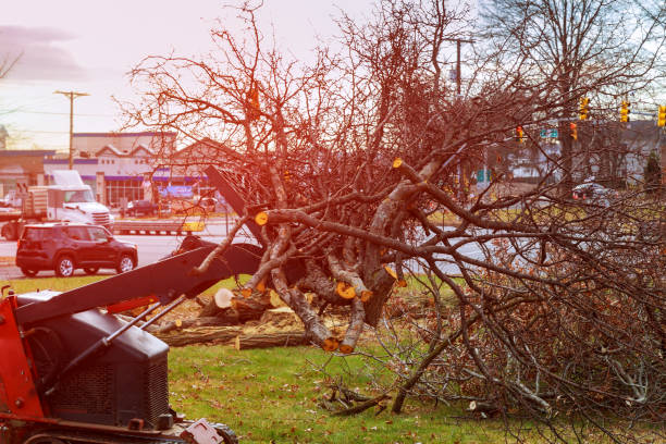 Best Emergency Tree Removal  in Yuc Valley, CA