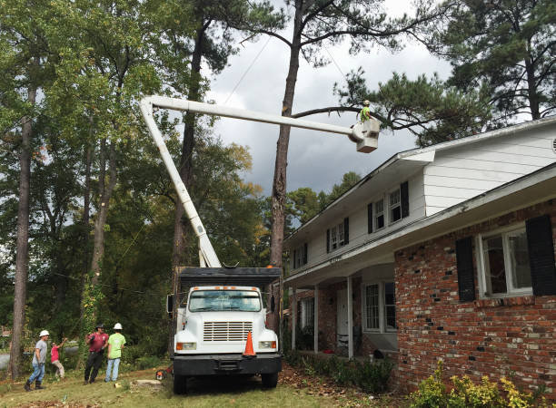 Best Hazardous Tree Removal  in Yuc Valley, CA