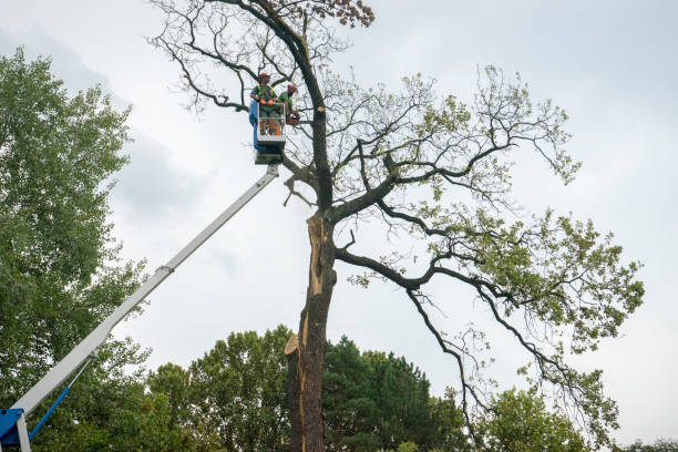 Best Tree Risk Assessment  in Yuc Valley, CA