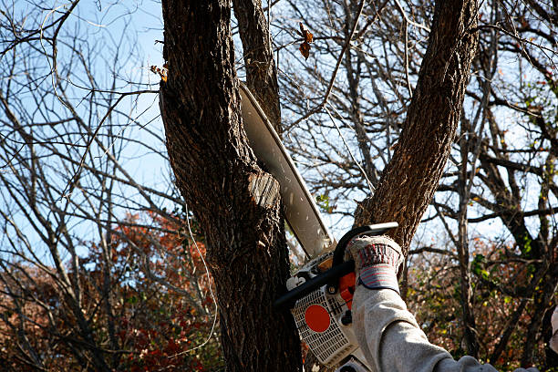 Best Palm Tree Trimming  in Yuc Valley, CA
