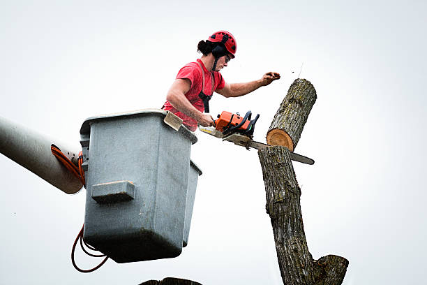  Yuc Valley, CA Tree Care Pros