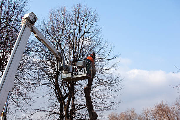 Best Commercial Tree Services  in Yuc Valley, CA