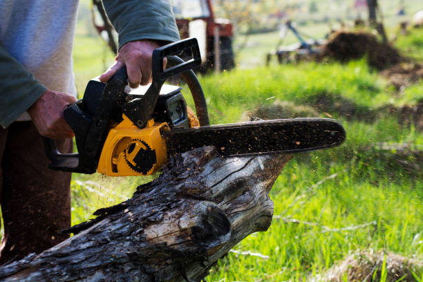 Best Lawn Renovation and Restoration  in Yuc Valley, CA
