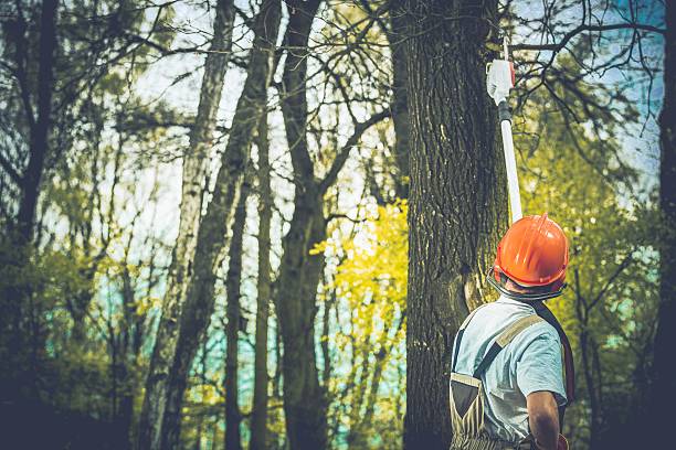 Best Storm Damage Tree Cleanup  in Yuc Valley, CA